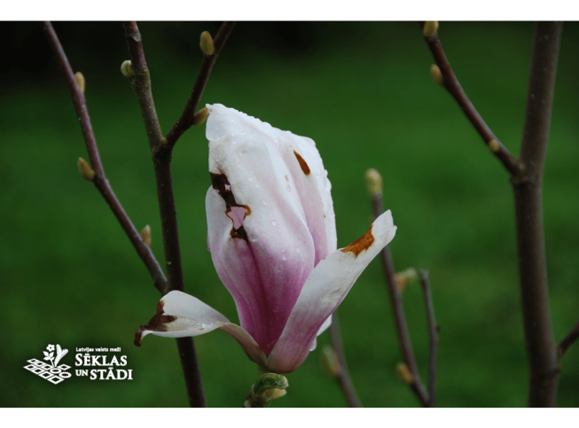 Magnolia stellata   'Rosea'